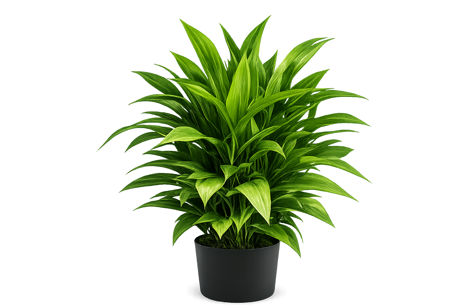 Urban Ficus