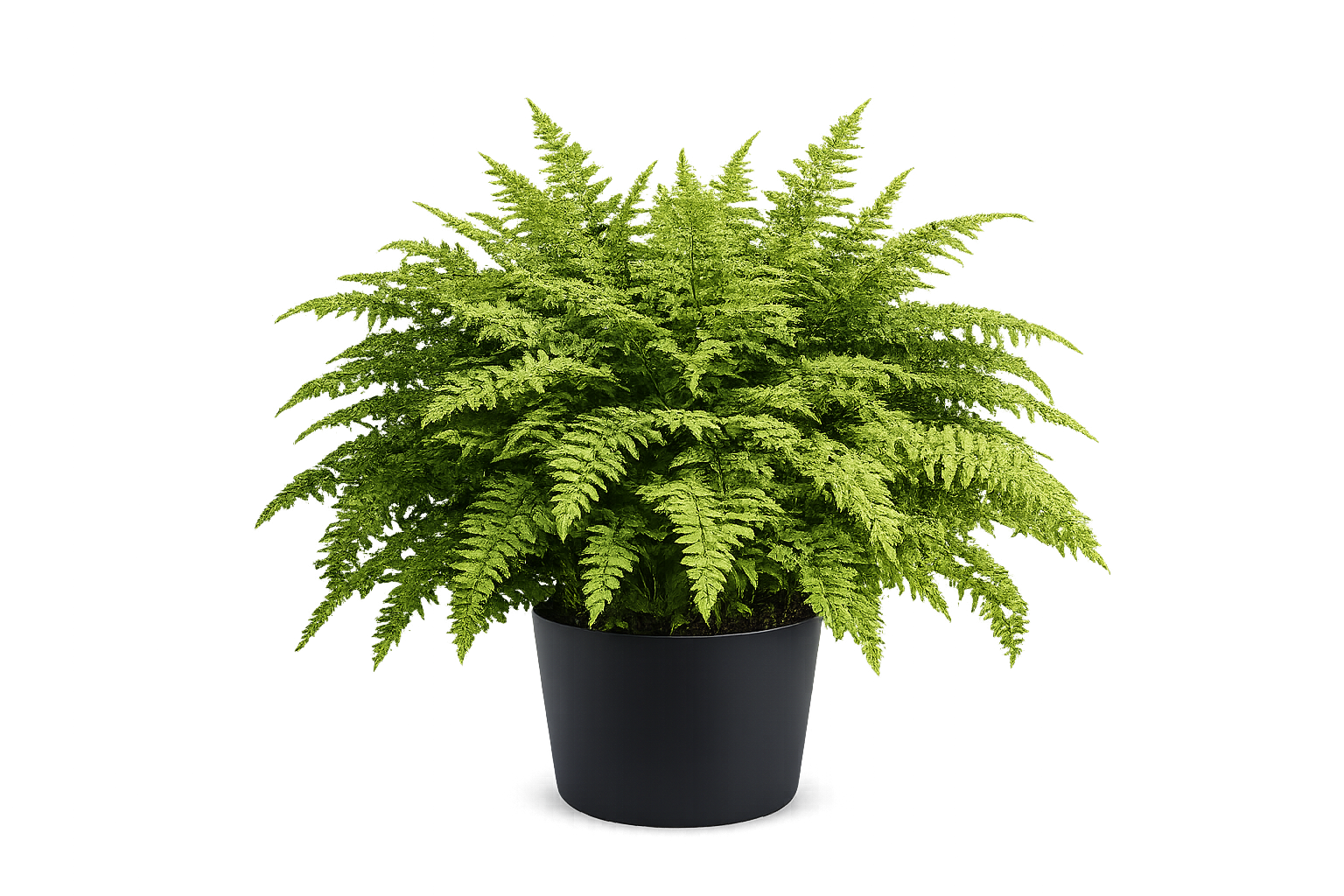 Green Fern