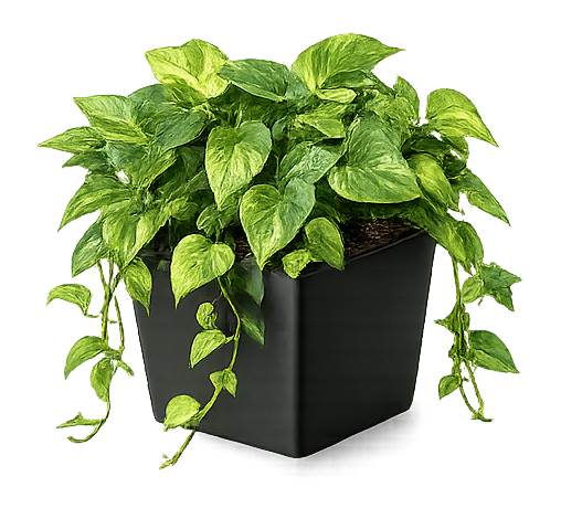 Urban Ficus