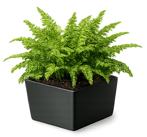 Green Fern