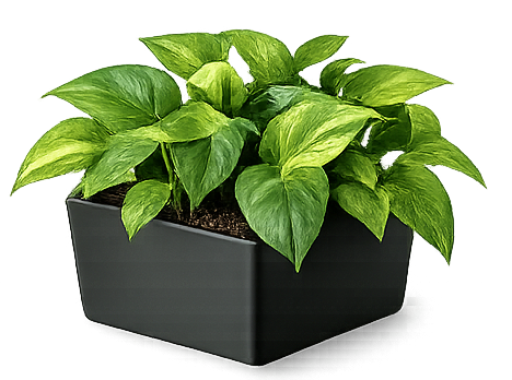 Green Fern